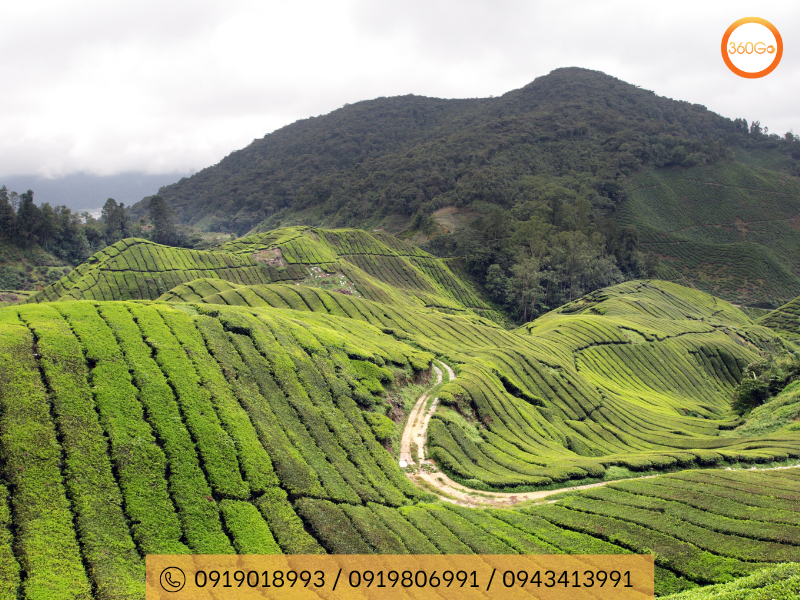 Cameron Highland có khí hậu mát mẻ và đất đai màu mỡ - Du lịch 360Go 